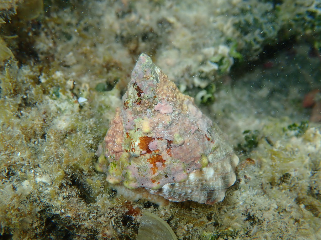 Fenestrate Top Shell