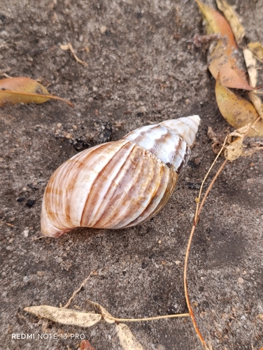 Lissachatina fulica