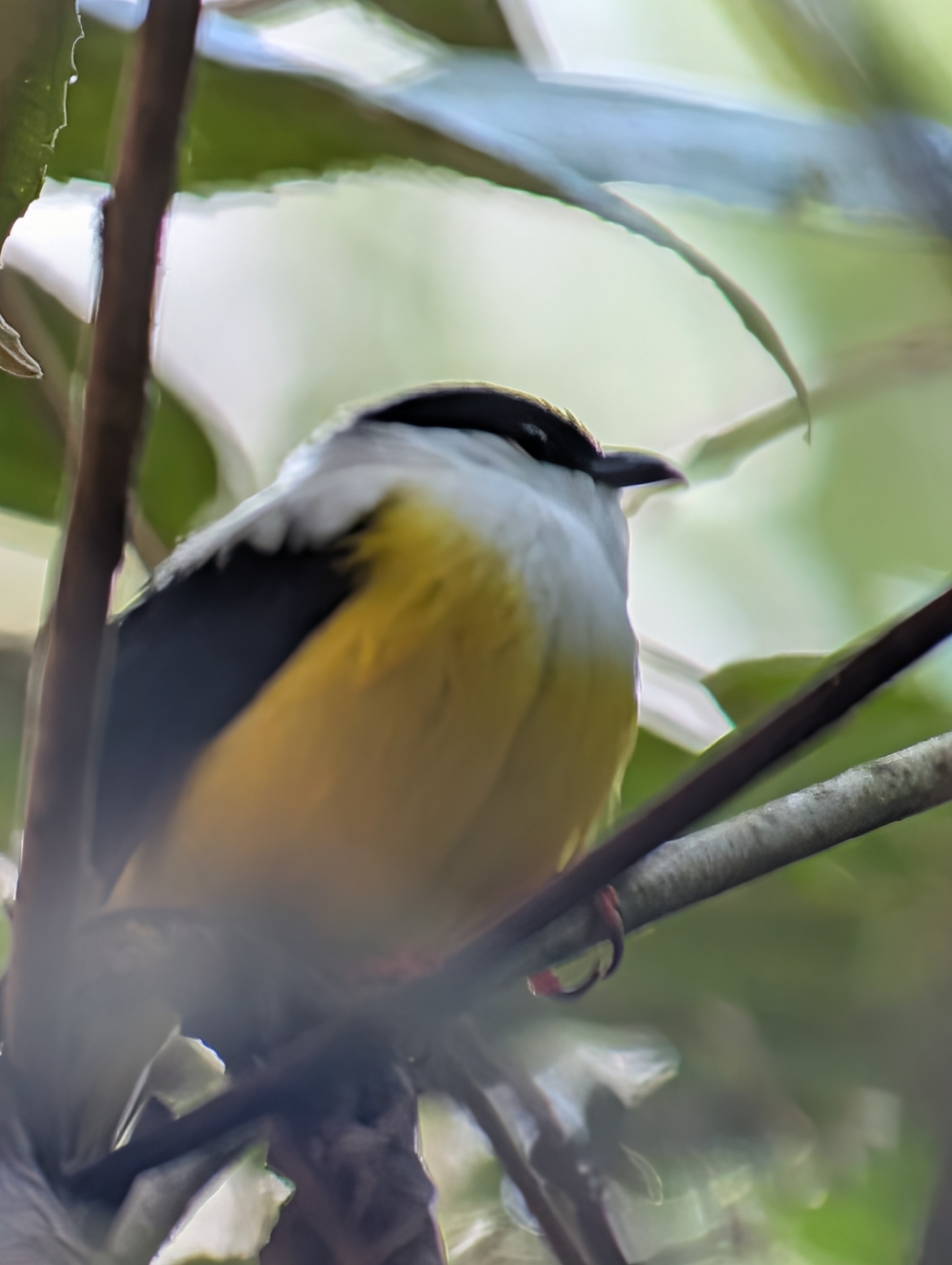 White-collared Manakin (Manacus candei), photo 1
