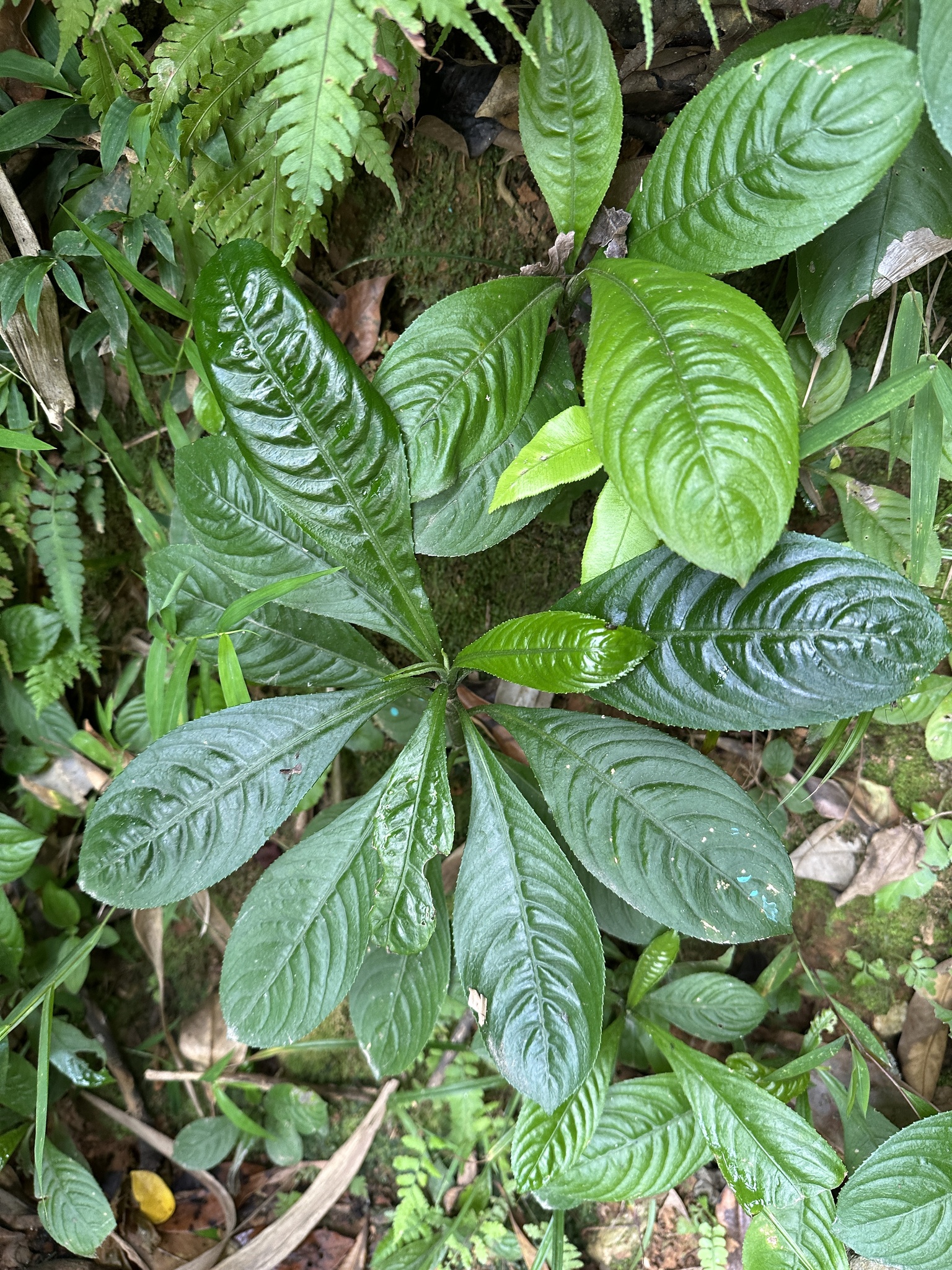 Xương sông (Blumea lanceolaria)