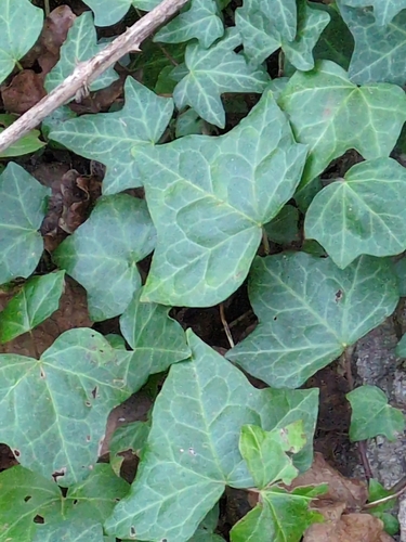 Edera comune