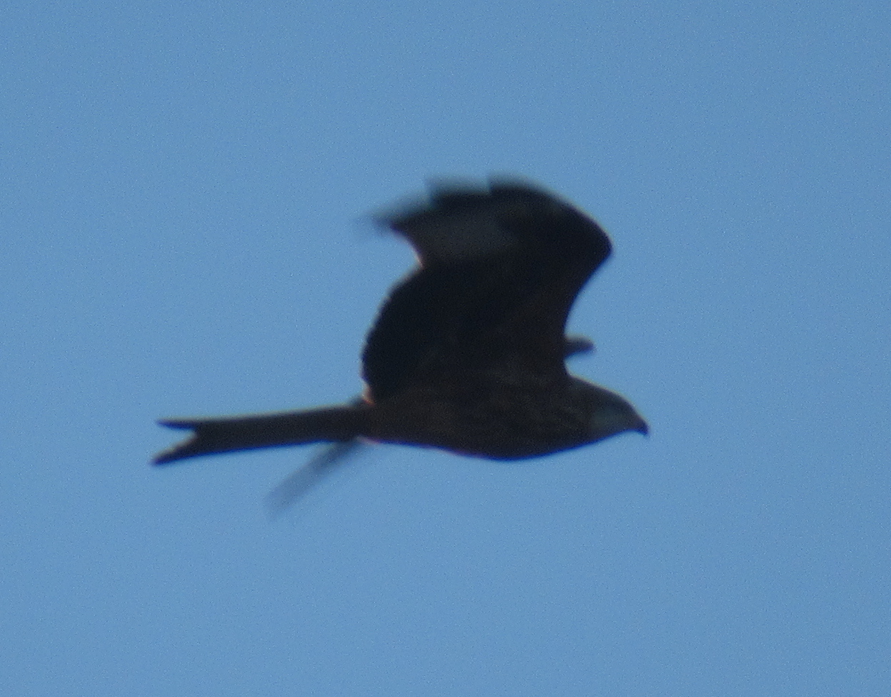 Milvus milvus (Linnaeus, 1758)