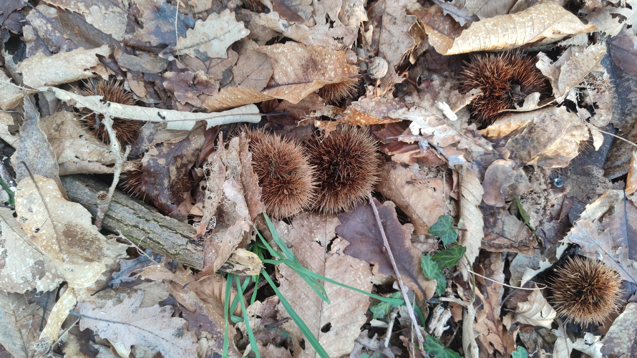 Castanea sativa