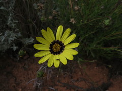 Osteospermum scariosum