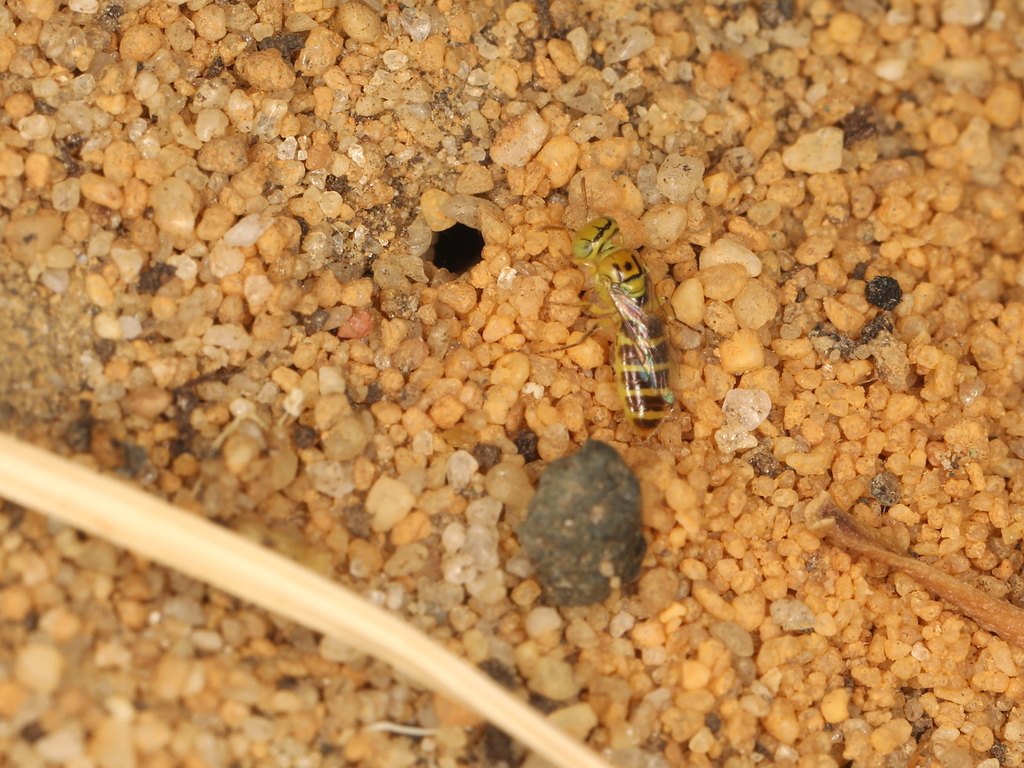 Xanthesma trisulca