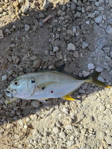 Crevalle jack (Caranx hippos) — Carangidae