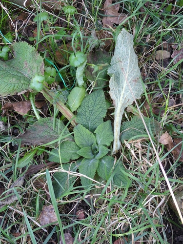 Dedalera