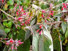 Colquhounia coccinea