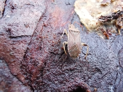 Ceraleptus lividus