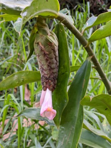 Costus acreanus