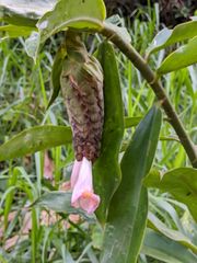 Costus acreanus