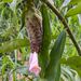 Costus acreanus - Photo (c) Dave Skinner, some rights reserved (CC BY-NC), uploaded by Dave Skinner