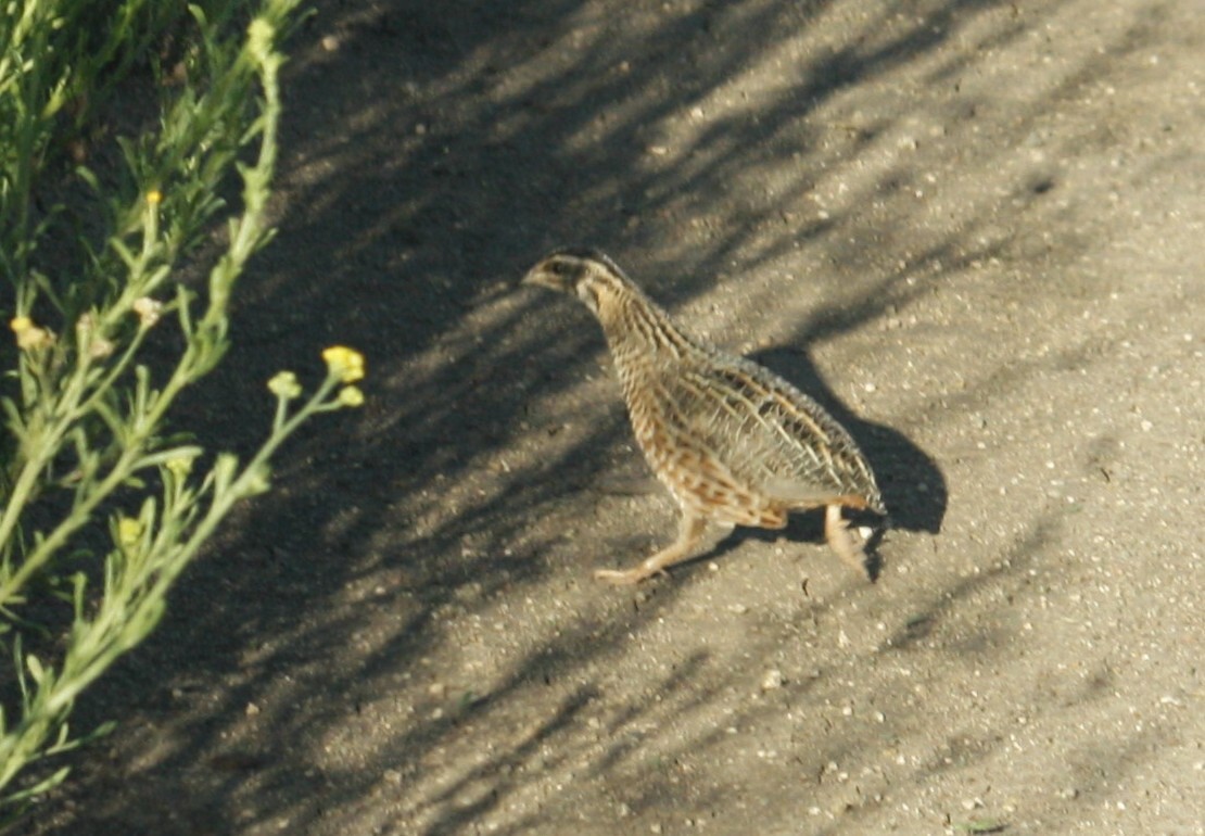 Harlequin Quail (Coturnix delegorguei), photo 3