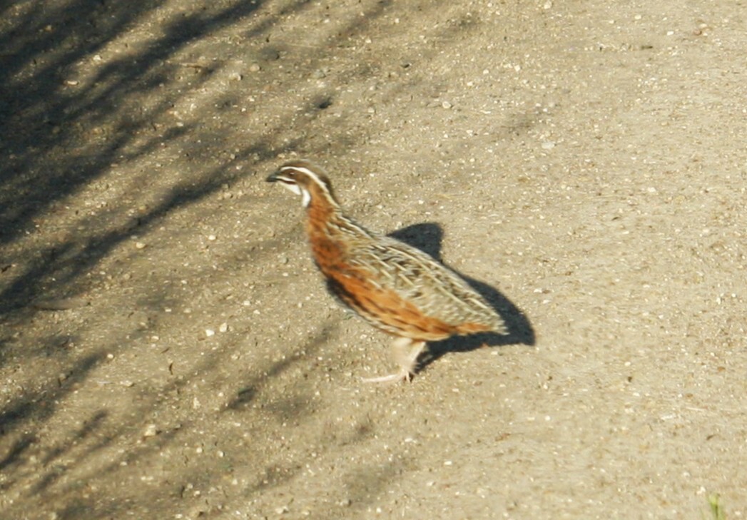 Harlequin Quail (Coturnix delegorguei), photo 2