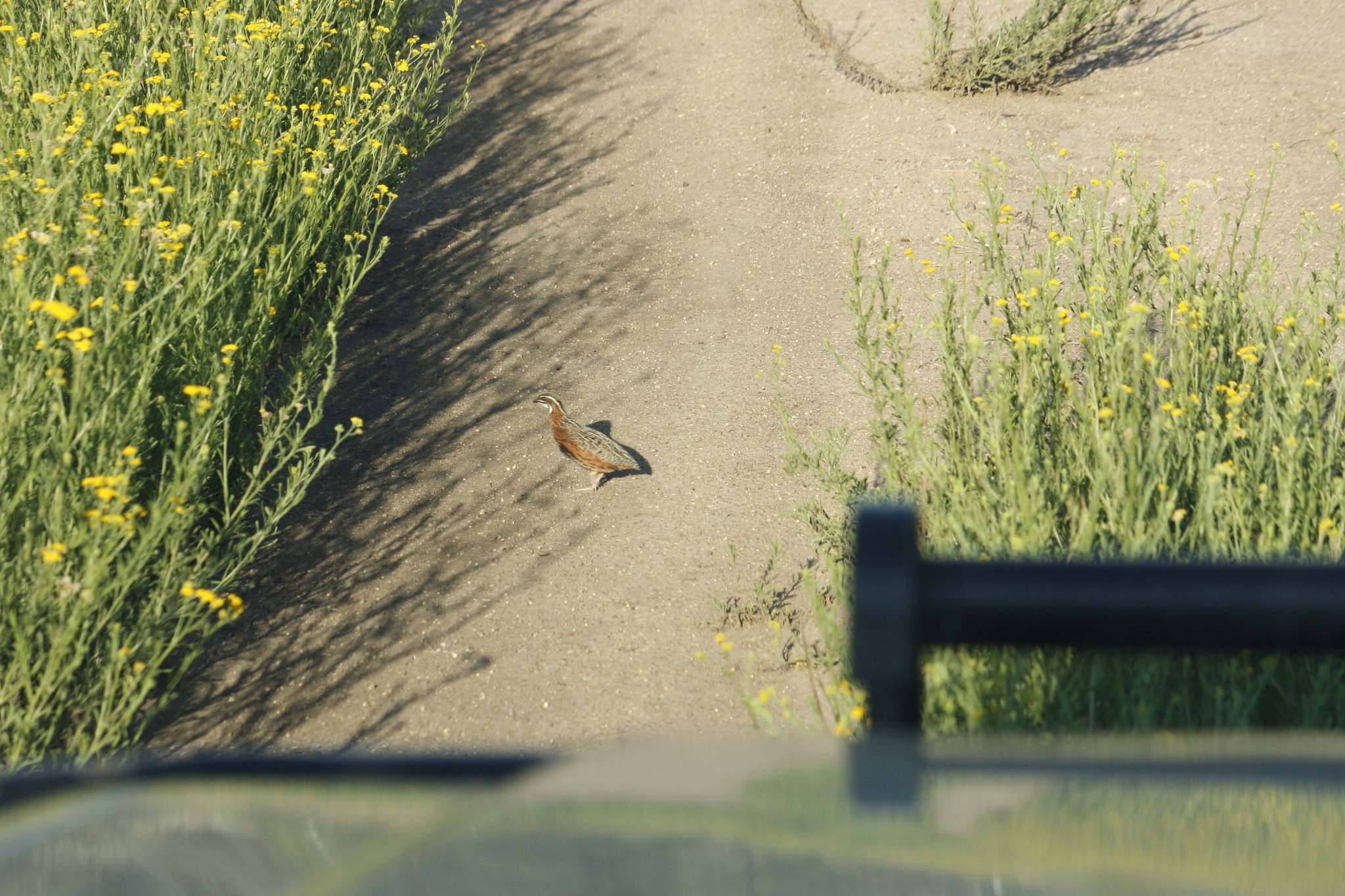 Harlequin Quail (Coturnix delegorguei), photo 4