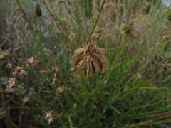 Osteospermum scariosum