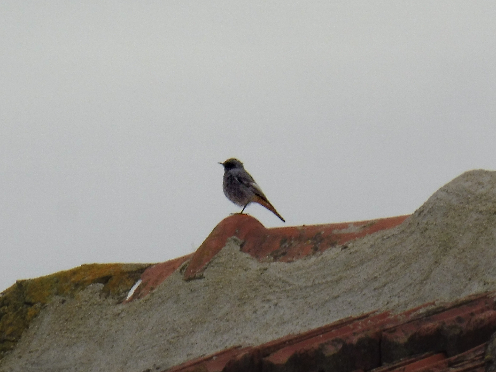 Black Redstart (Phoenicurus ochruros), photo 3