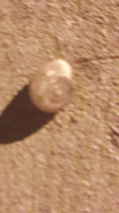 Monacha obstructa