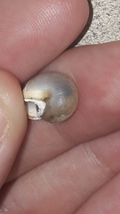 Monacha obstructa