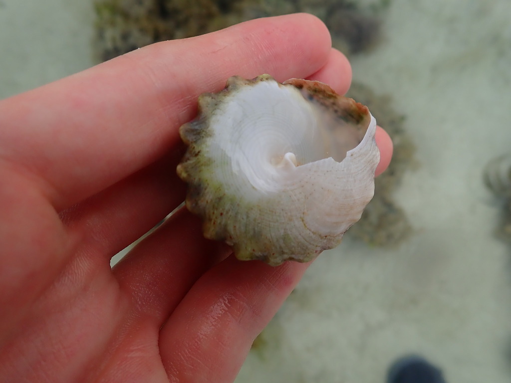 Fenestrate Top Shell