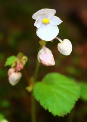 Begonia crenata