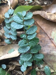Elatostema