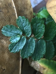 Elatostema