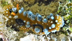 Phyllidia ocellata