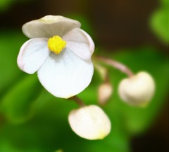 Begonia crenata