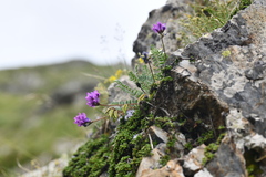 Oxytropis neglecta, photograph (c) Flavien Saboureau, some rights reserved (CC BY)
