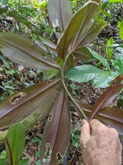 Costus acreanus