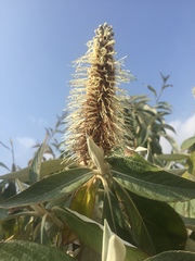Leucosceptrum canum