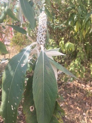 Leucosceptrum canum
