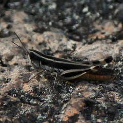 Macrotona securiformis