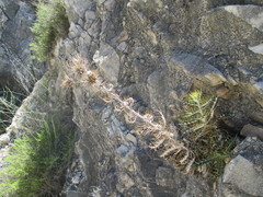 Ptilostemon hispanicus