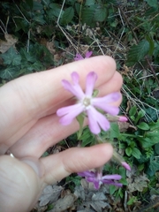 Silene dioica
