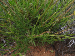 Osteospermum scariosum