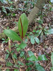 Costus acreanus