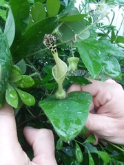 Aristolochia odora