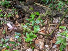 Costus acreanus