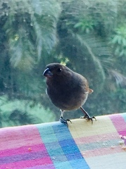 Loxigilla noctis