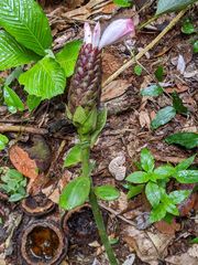 Costus acreanus