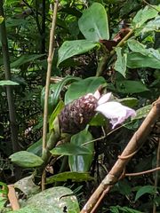Costus acreanus