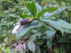 Costus acreanus