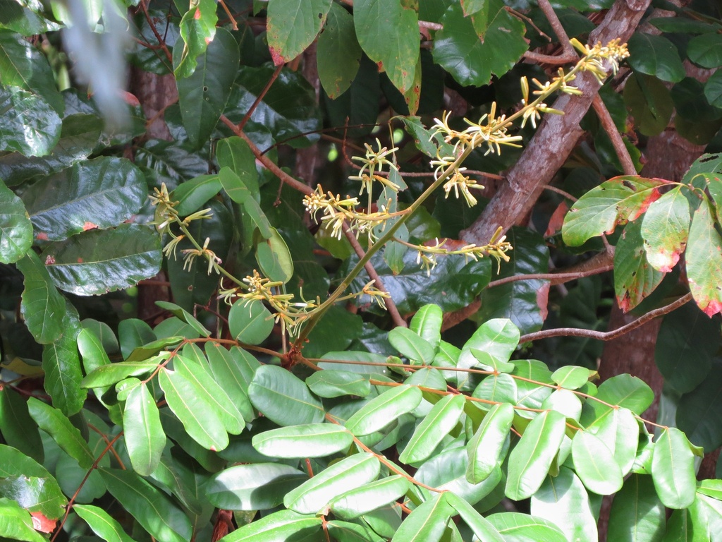 Homalolepis trichilioides