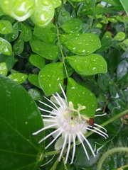 Passiflora tricuspis