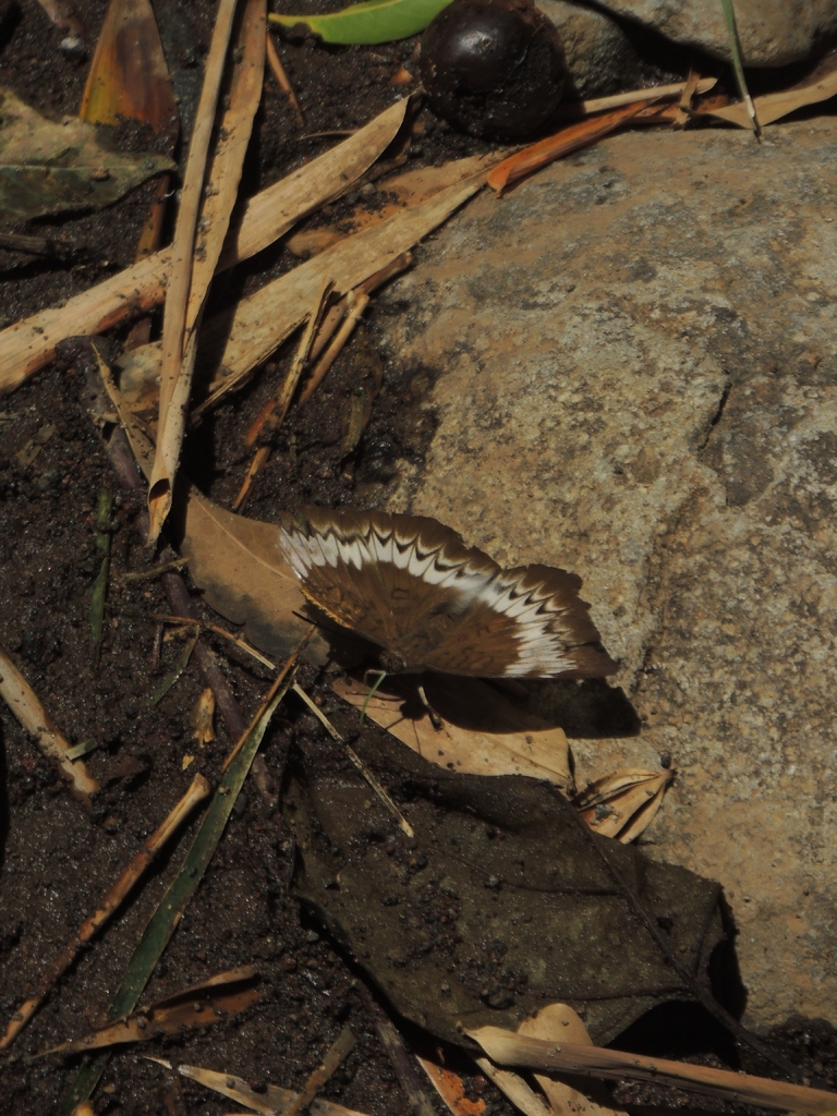 Euthalia monina (Euthalia monina)