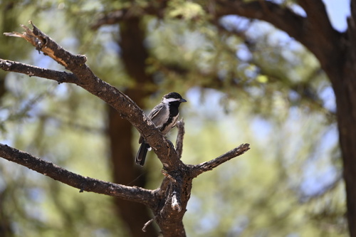 iNaturalist image