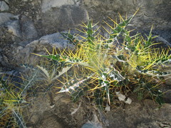 Ptilostemon hispanicus