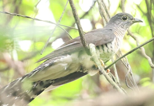 iNaturalist image